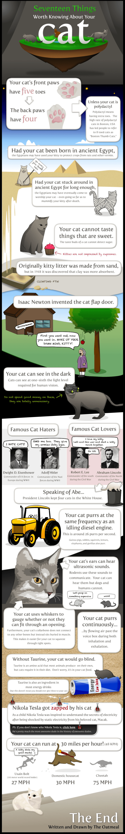 17 datos que puede que no sepas de los gatos