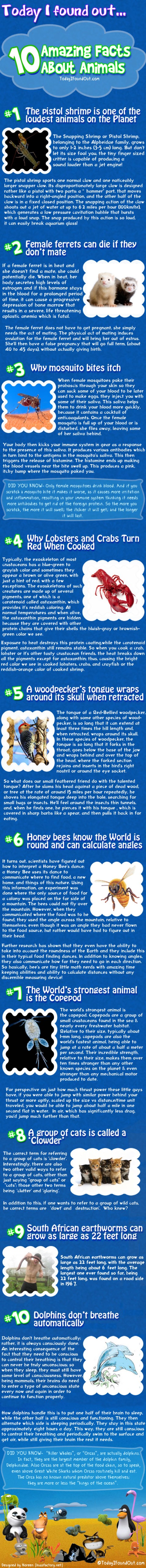 10 curiosidades sobre animales